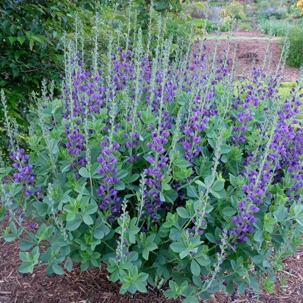 Image of Baptisia 'Sparkling Sapphires' PP 27,904taken at Juniper Level Botanic Gdn, NC