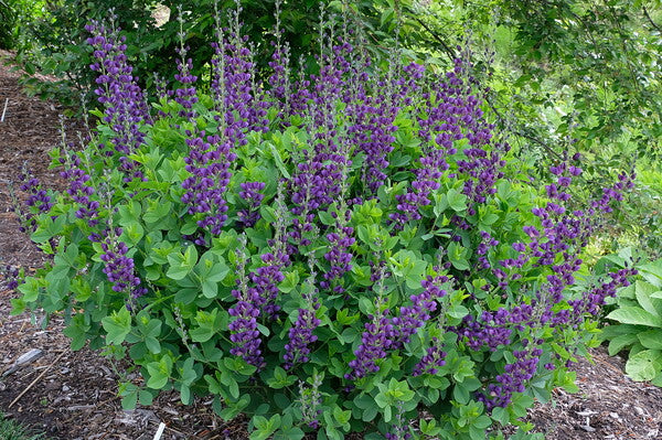 Image of Baptisia 'Sparkling Sapphires' PP 27,904taken at Juniper Level Botanic Gdn, NC by JLBG