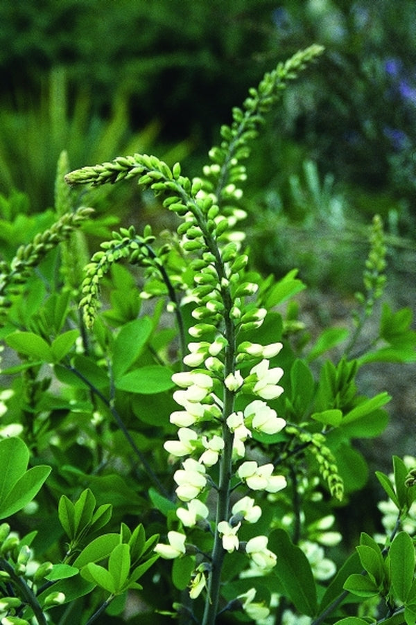 Image of Baptisia alba var. alba Wayne County Form|Juniper Level Botanic Gdn, NC|JLBG