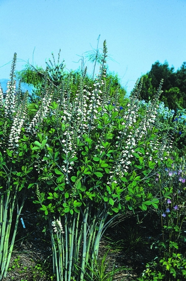 Image of Baptisia alba var. alba 'Wayne's World'|Juniper Level Botanic Gdn, NC|JLBG