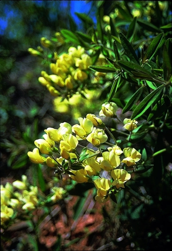 Image of Baptisia leucophaea coll. #A1T-011|In Situ Oklahoma|