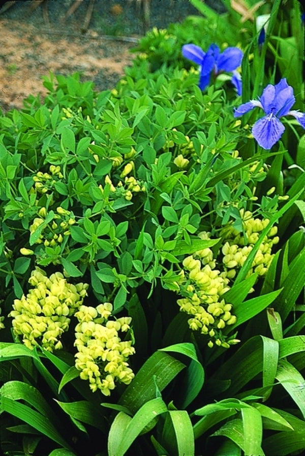 Image of Baptisia leucophaea coll. #A1T-011|Juniper Level Botanic Gdn, NC|JLBG