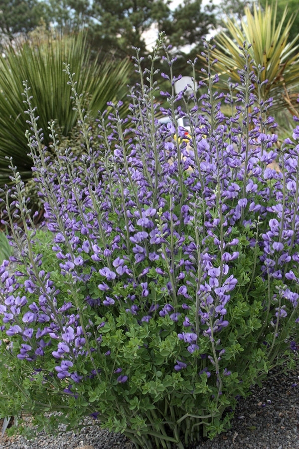 Image of Baptisia minor 'Melissa Blue'||