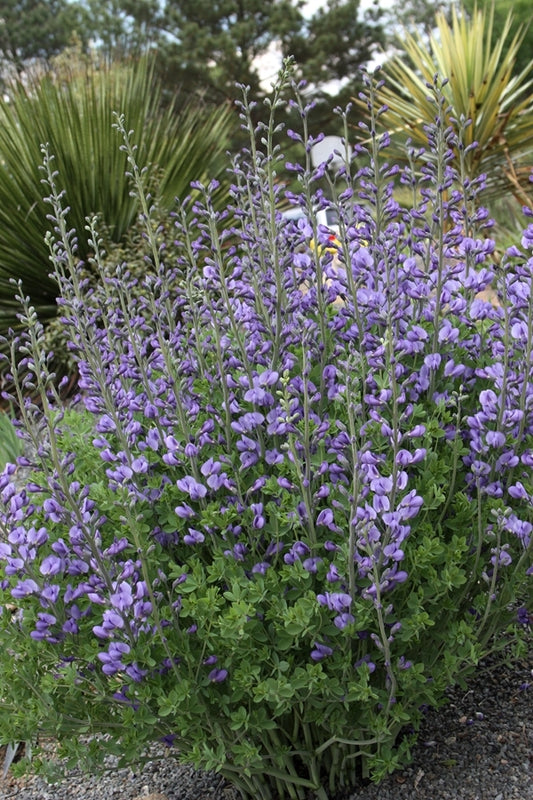 Image of Baptisia minor 'Melissa Blue'||
