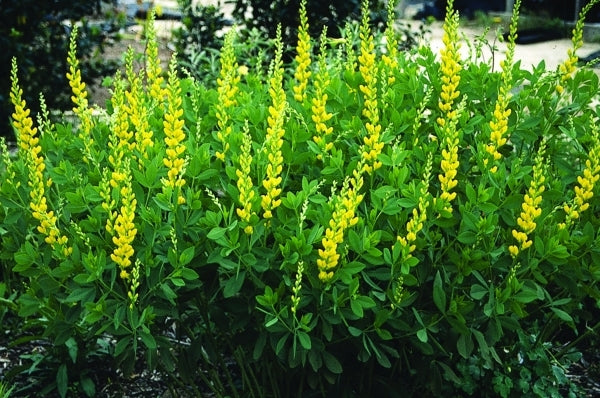 Image of Baptisia sphaerocarpa Hunt Co. Texas|Juniper Level Botanic Gdn, NC|JLBG