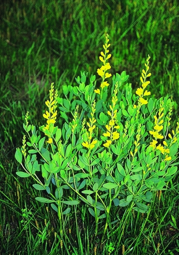 Image of Baptisia sphaerocarpa coll. #A1T-005|In Situ, Sulfur, OK|