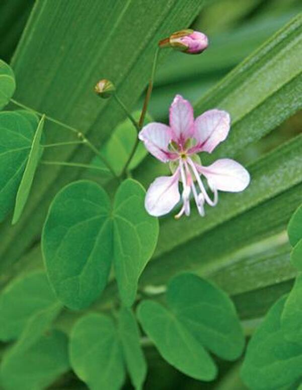 Image of Bauhinia yunnanensis|Juniper Level Botanic Gdn, NC|JLBG