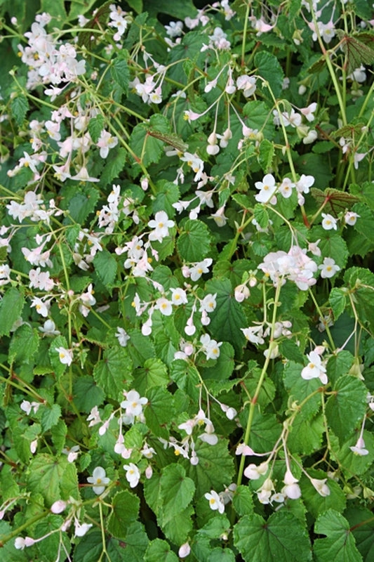 Image of Begonia 'Barbara Rogers'|Juniper Level Botanic Gdn, NC|JLBG