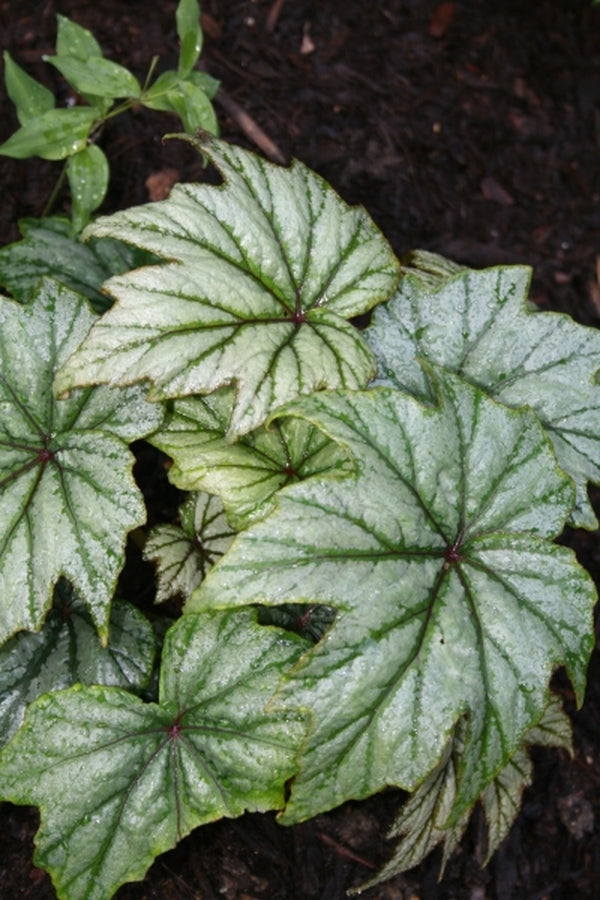 Image of Begonia 'Metallic Mist' PP 19,567|Juniper Level Botanic Gdn, NC|JLBG