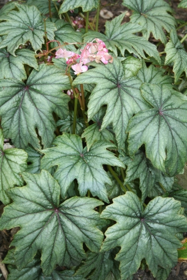 Image of Begonia 'Metallic Mist' PP 19,567|Juniper Level Botanic Gdn, NC|JLBG