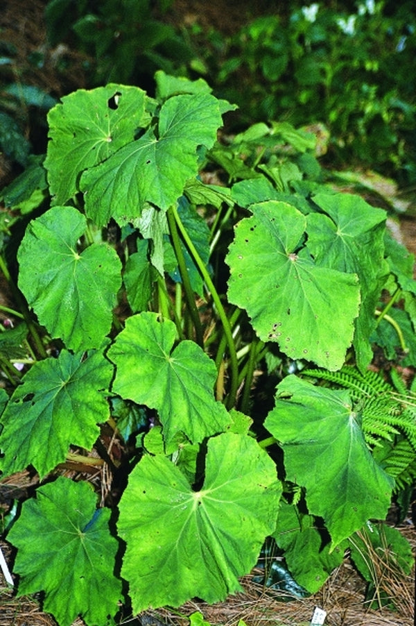 Image of Begonia emeiensis DJHC98479|Juniper Level Botanic Gdn, NC|JLBG