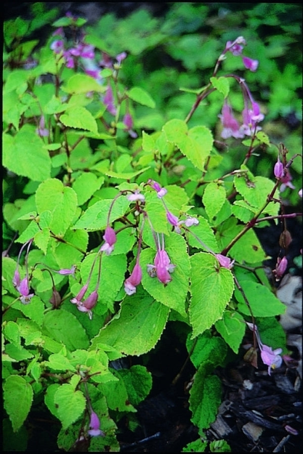 Image of Begonia sinensis|Juniper Level Botanic Gdn, NC|JLBG