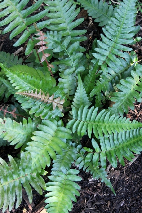 Image of Blechnum appendiculatum||