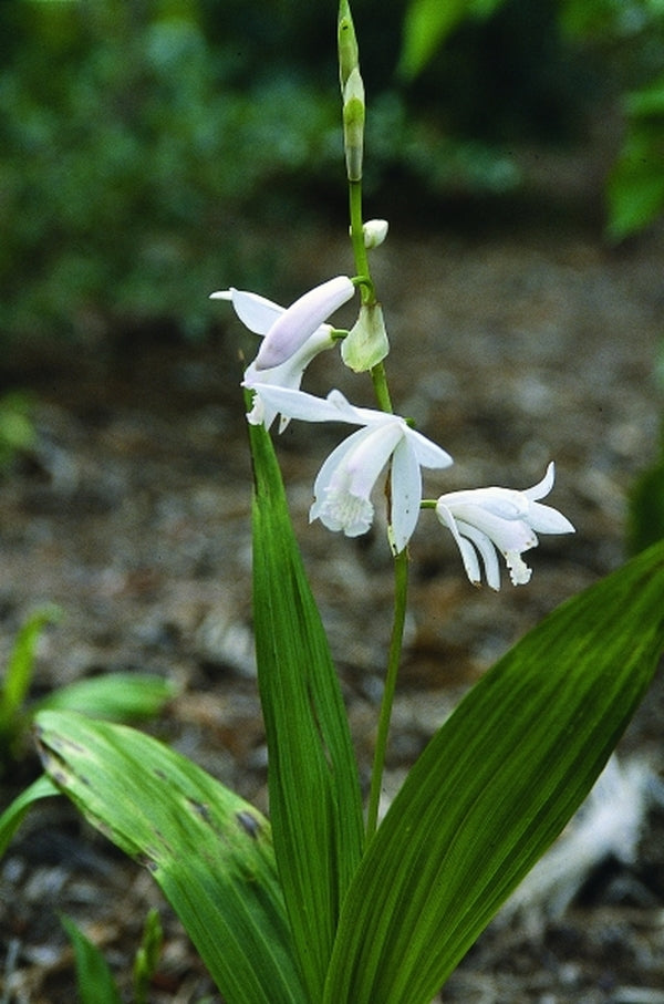 Image of Bletilla striata 'Alba'|Juniper Level Botanic Gdn, NC|JLBG