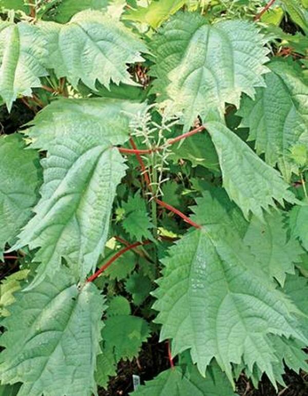 Image of Boehmeria japonica 'Platanifolia'|Juniper Level Botanic Gdn, NC|JLBG