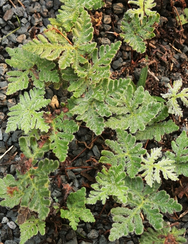 Image of Bommeria hispida 'Gila Dwarf'|Juniper Level Botanic Gdn, NC|JLBG