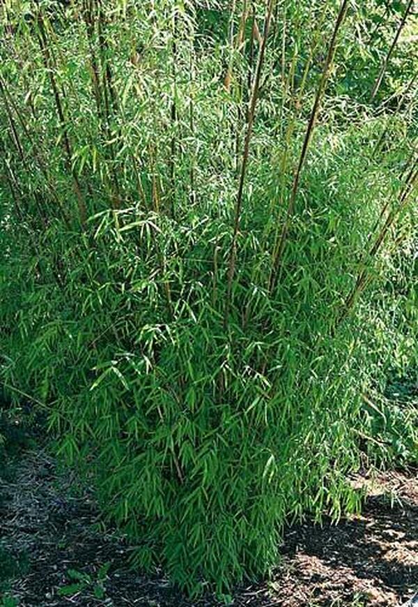 Image of Borinda angustissima|Boo Shoots, WA|Boo-Shoot Gardens