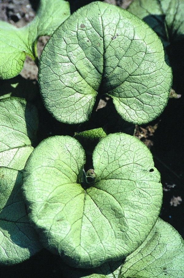 Image of Brunnera macrophylla 'Looking Glass' PP17829|D. van Den Aardwegh Nsy, Holland|