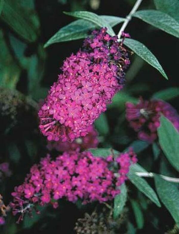 Image of Buddleia 'Attraction'|UGA Gdns, GA|