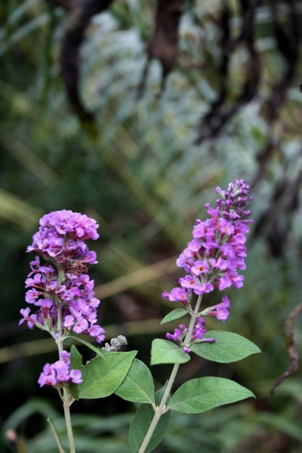 Image of Buddleia 'Blue Chip' PP 19,991|Juniper Level Botanic Gdn, NC|JLBG