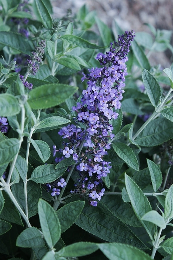 Image of Buddleia 'Blue Heaven' PP 22,069|Juniper Level Botanic Gdn, NC|JLBG
