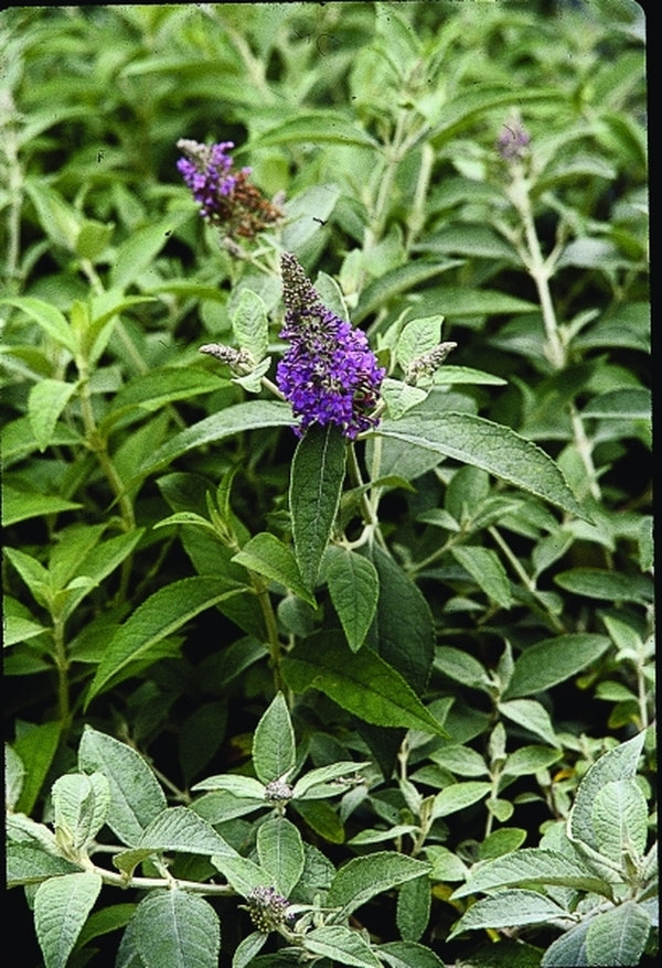 Image of Buddleia 'Lochinch'|Juniper Level Botanic Gdn, NC|JLBG