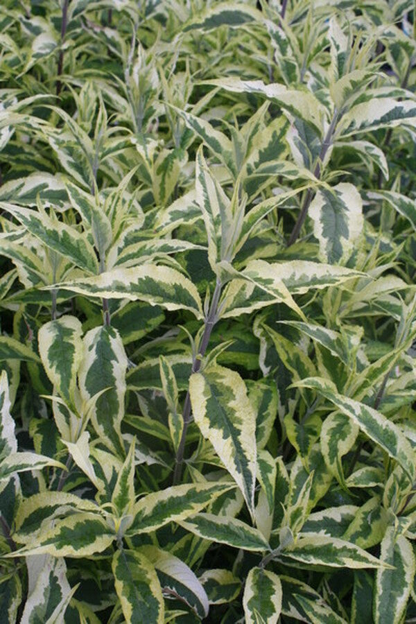 Image of Buddleia 'Summer Skies' PP 22,465|Juniper Level Botanic Gdn, NC|JLBG