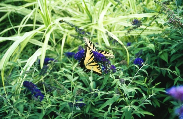 Image of Buddleia davidii 'Black Knight'|Juniper Level Botanic Gdn, NC|JLBG