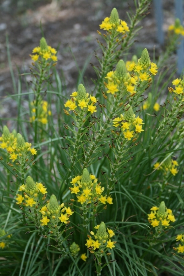Image of Bulbine abyssinica Tiffindell Form|Juniper Level Botanic Gdn, NC|JLBG