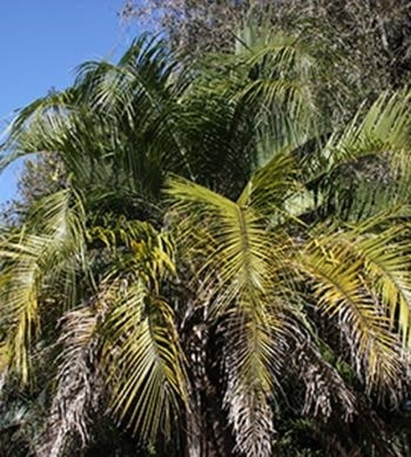 Image of Butyagrus nabonnandii|R. Chumley Gdn, FL|