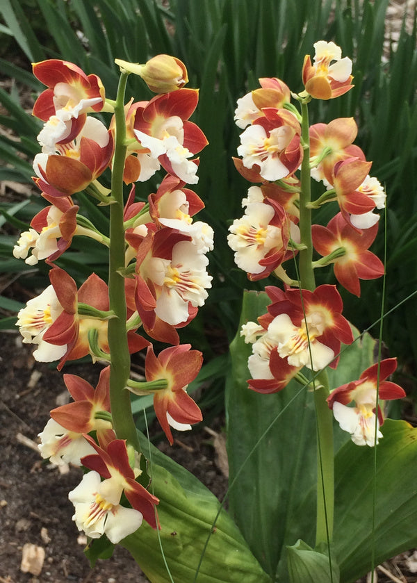 Image of Calanthe 'Kojima Red'taken at Juniper Level Botanic Gdn, NC by C. Hardison