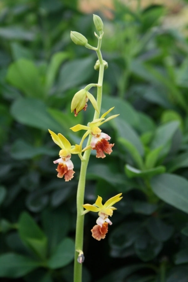 Image of Calanthe tricarinatataken at Juniper Level Botanic Gdn, NC by JLBG