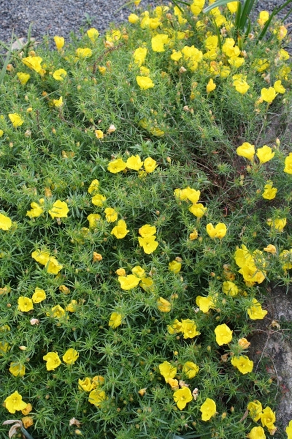 Image of Calylophus 'Texas Sun'|Juniper Level Botanic Gdn, NC|JLBG