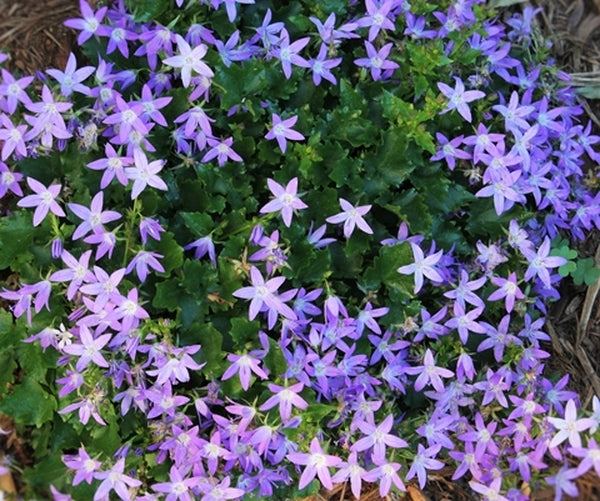 Image of Campanula poscharskyana 'Stella'|Juniper Level Botanic Gdn, NC|JLBG