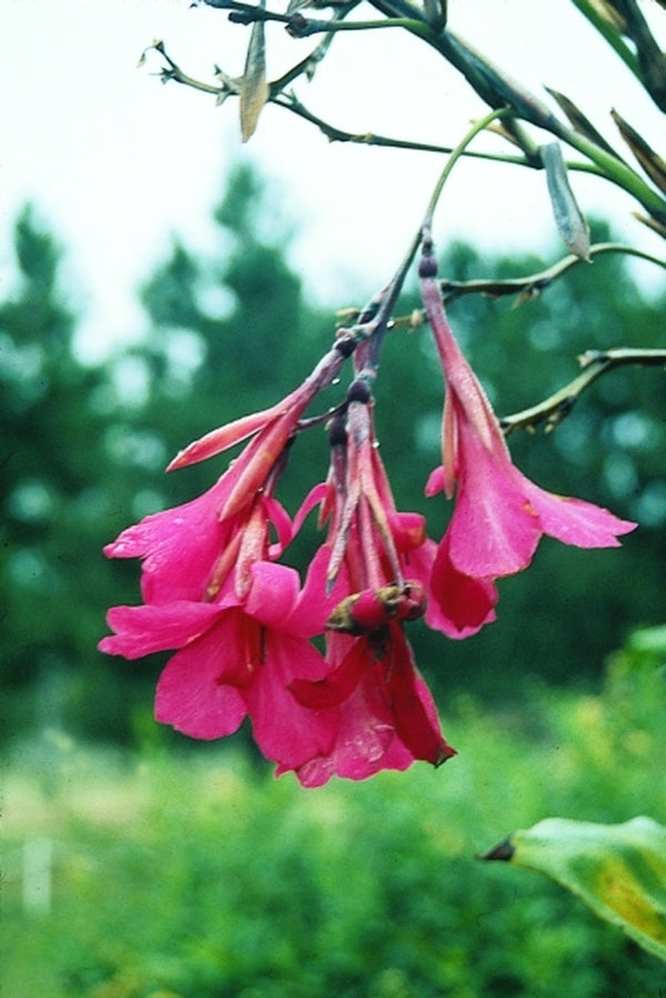 Image of Canna x ehemannii 'Ehemanni'|Juniper Level Botanic Gdn, NC|JLBG