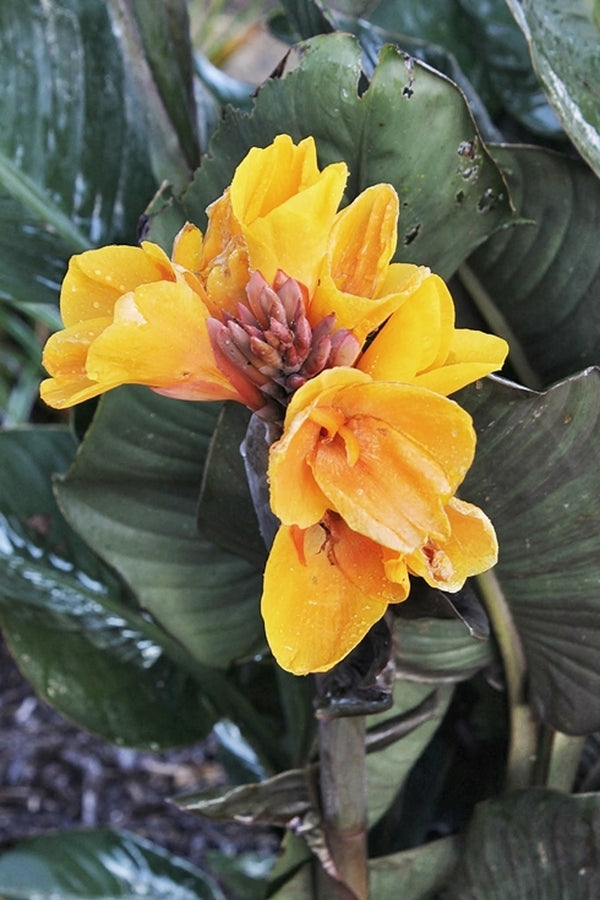 Image of Canna x generalis 'Chocolate Sunrise' PP 22,446|Juniper Level Botanic Gdn, NC|JLBG
