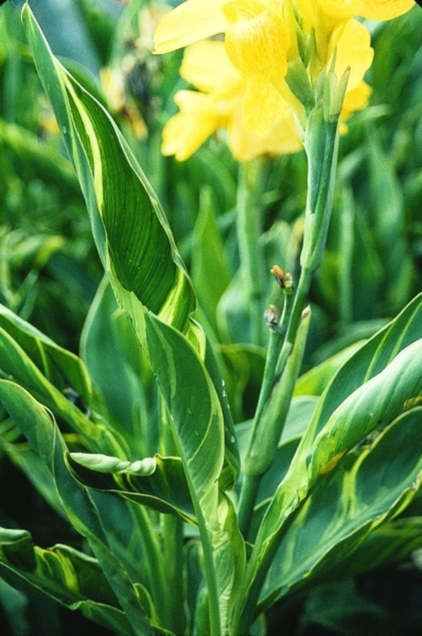 Image of Canna x generalis 'Kansas City'|Juniper Level Botanic Gdn, NC|JLBG