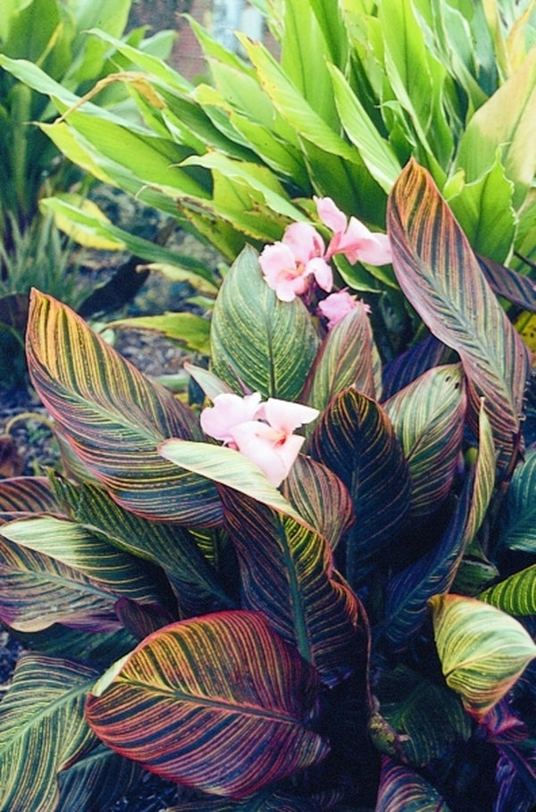 Image of Canna x generalis 'Pink Sunburst'|Juniper Level Botanic Gdn, NC|JLBG