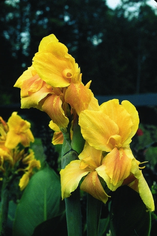 Image of Canna x generalis 'Pink Sunrise'|Juniper Level Botanic Gdn, NC|JLBG