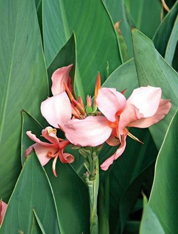 Image of Canna x generalis 'Thai One On'|Juniper Level Botanic Gdn, NC|JLBG