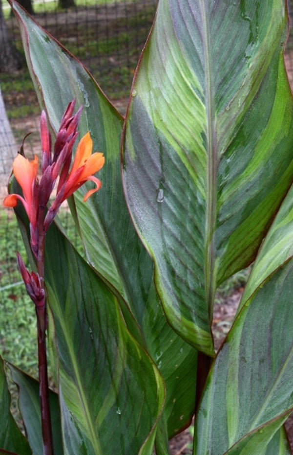 Image of Canna x generalis 'Thai Rainbow'|Juniper Level Botanic Gdn, NC|JLBG