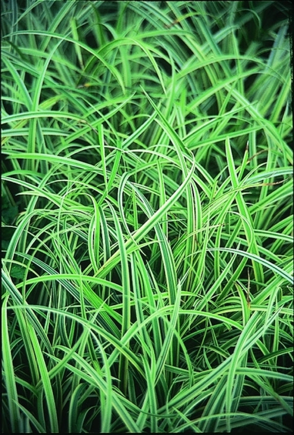Image of Carex 'Silver Scepter'|Juniper Level Botanic Gdn, NC|JLBG