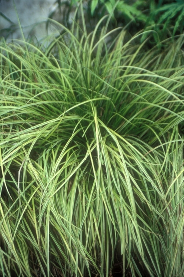 Image of Carex dolichostachya 'Kaga Nishiki'|Juniper Level Botanic Gdn, NC|JLBG