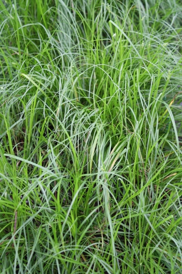 Image of Carex leavenworthii Travis Co. TX|Juniper Level Botanic Gdn, NC|JLBG