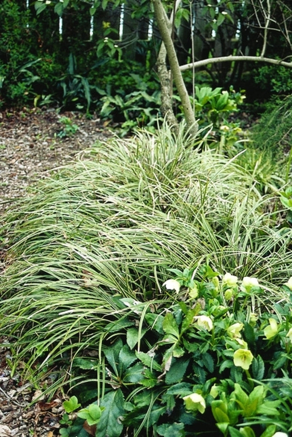 Image of Carex morrowii 'Ice Dance'|Juniper Level Botanic Gdn, NC|JLBG