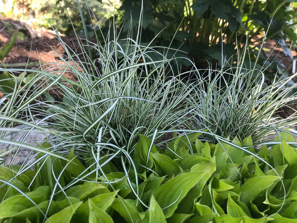 Image of Carex oshimensis 'Everlite' PP 28.568|Juniper Level Botanic Gdn, NC|C. Hardison