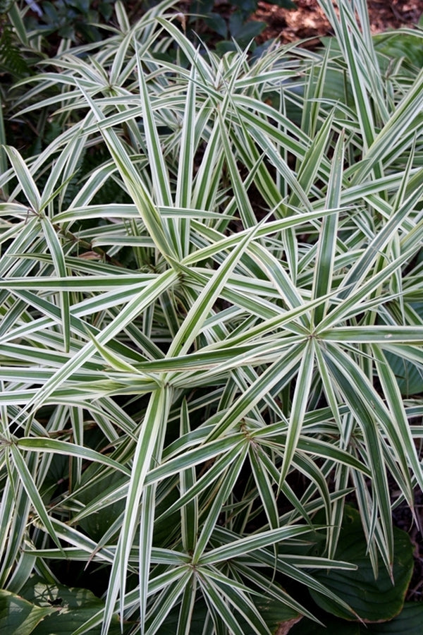 Image of Carex phyllocephala 'Sparkler'||