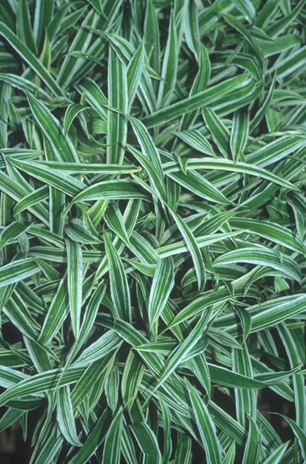 Image of Carex siderosticta var. pilosa 'Treasure Island' PP 16,332|Juniper Level Botanic Gdn, NC|JLBG