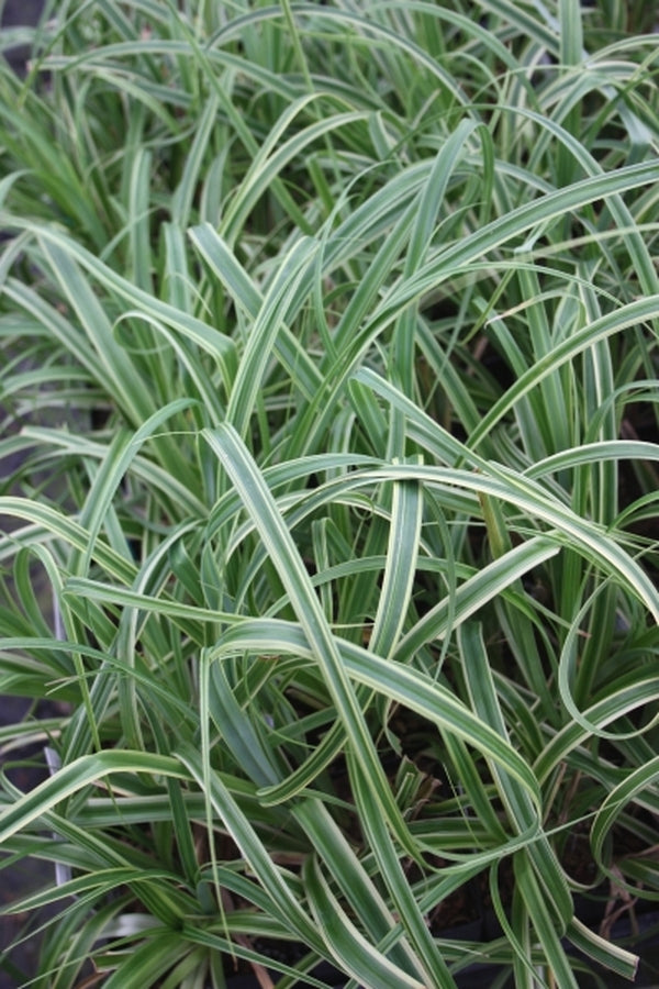 Image of Carex trifida 'Rekohu Sunrise' PP 20,512|Juniper Level Botanic Gdn, NC|JLBG