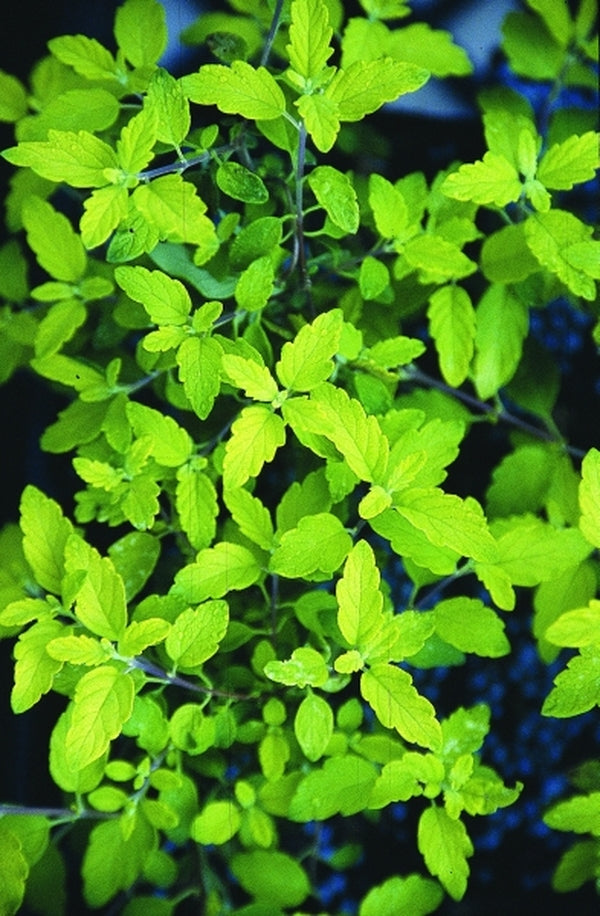 Image of Caryopteris x clandonensis 'Jason' PPAF, PVR|Juniper Level Botanic Gdn, NC|JLBG